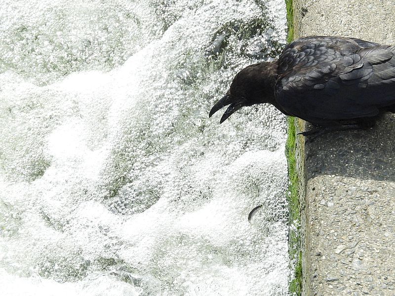 カラヤン