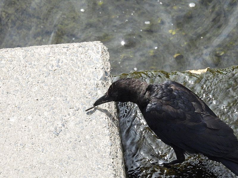 カラヤン