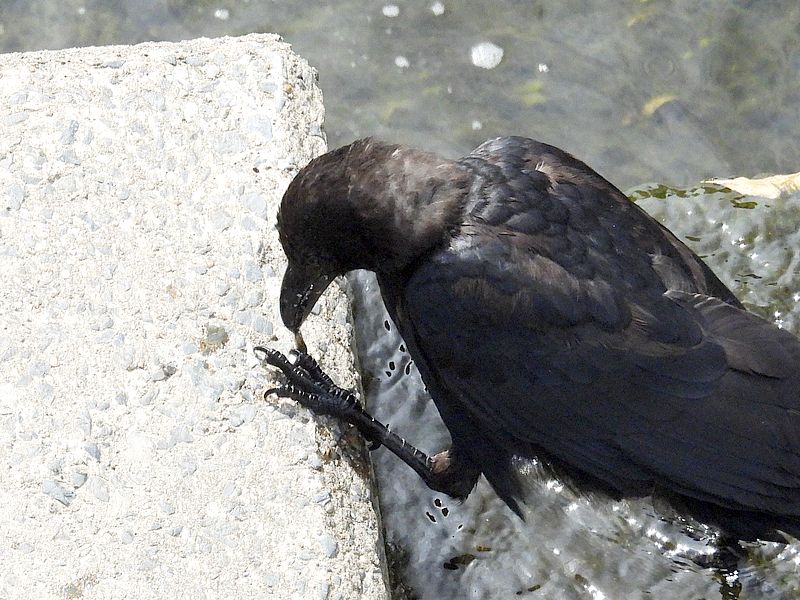 カラヤン