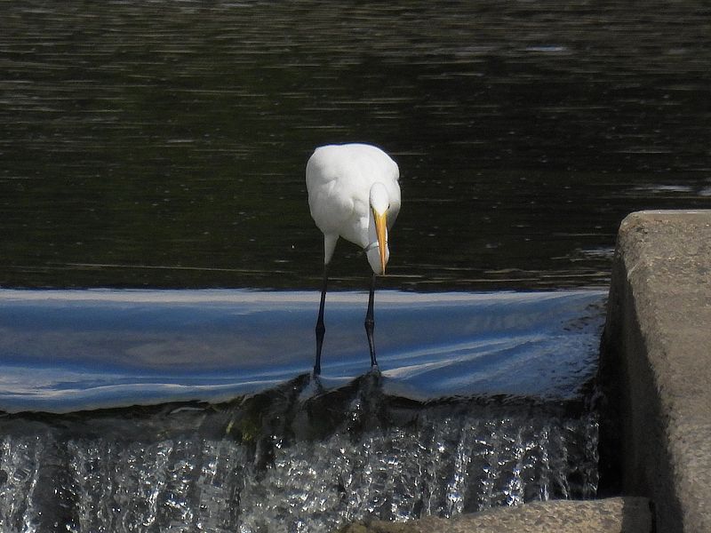 カラヤン