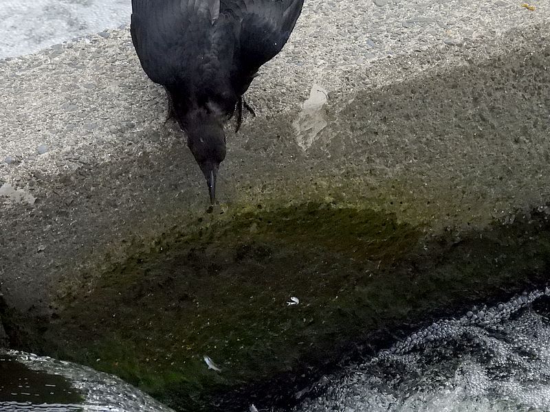 カラヤン