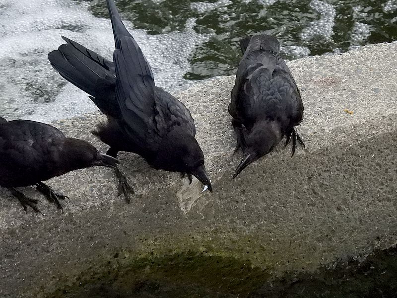 カラヤン