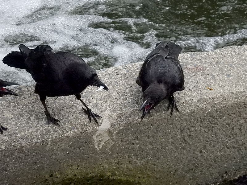 カラヤン