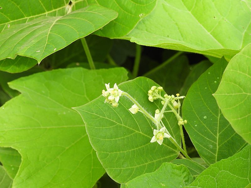 アレチウリの花が咲き始めた