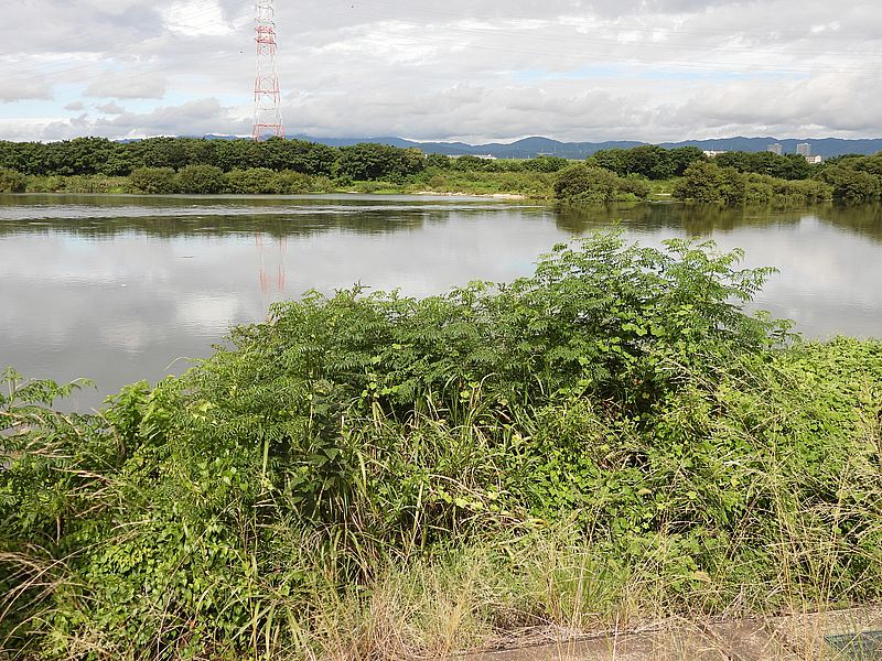 伐採から9か月たった堤防。センダンしか勝たん。