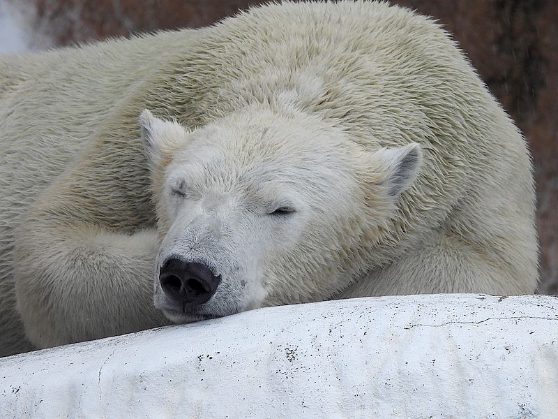 ほーちゃん