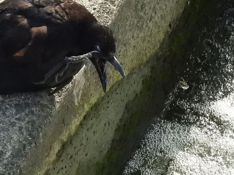 カラヤン