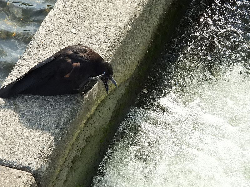 カラヤン