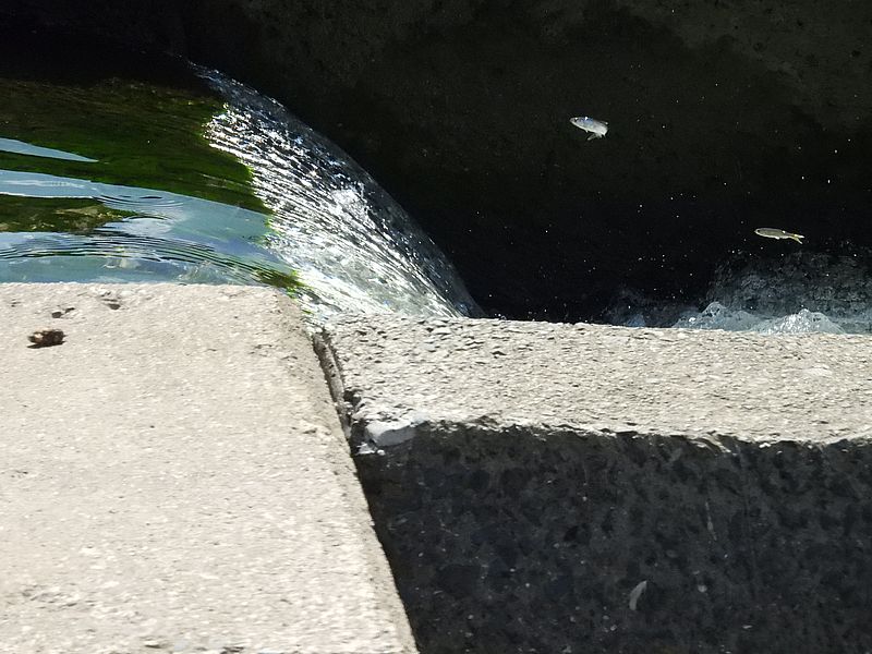 天野川