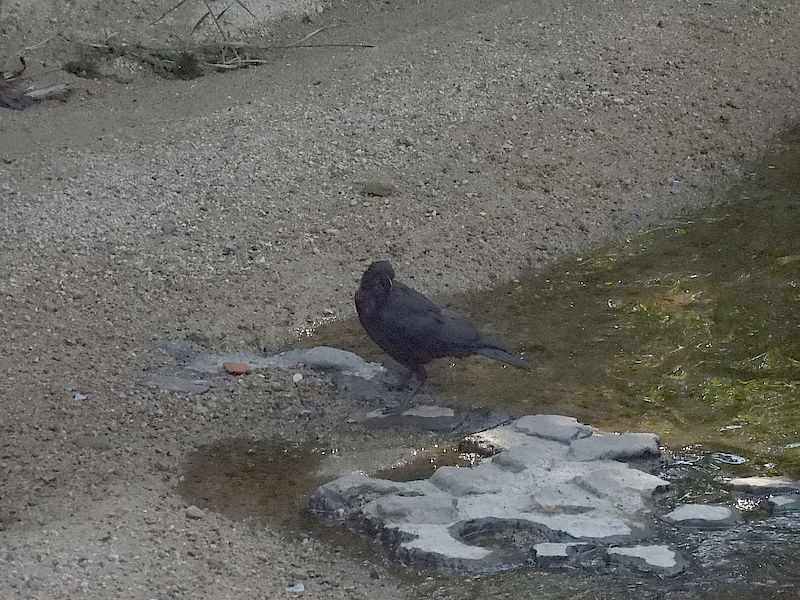 カラヤン