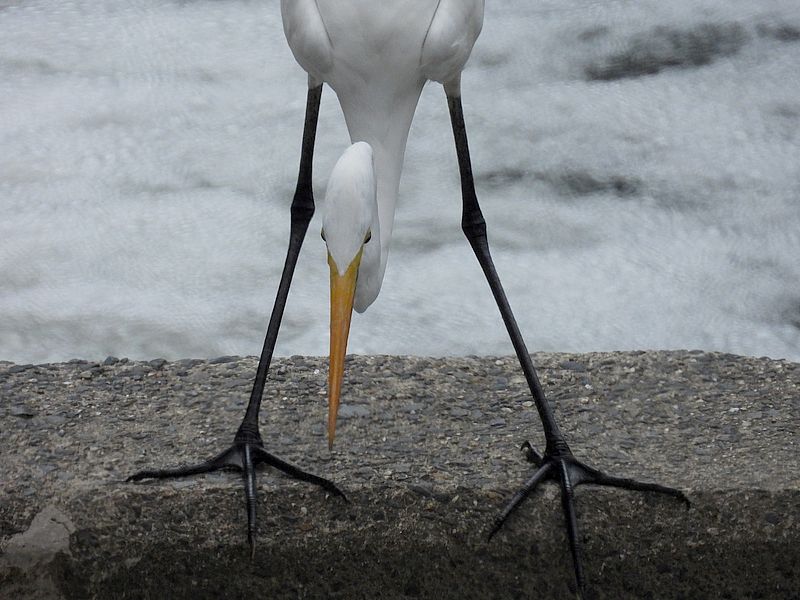 チュウダイサギちゃん