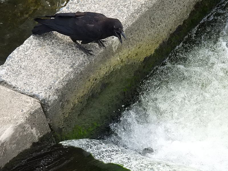 カラヤン