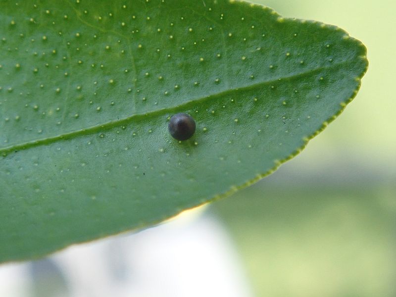 死んでしまったナミアゲハの卵