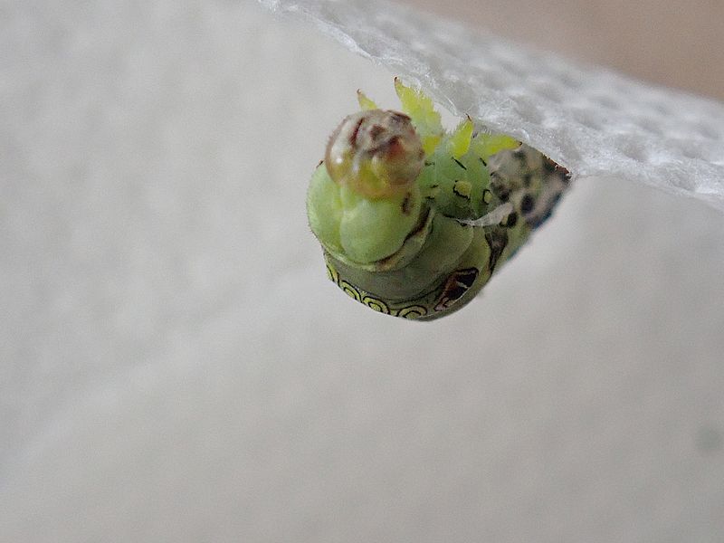 ナミアゲハの終齢芋ちゃん