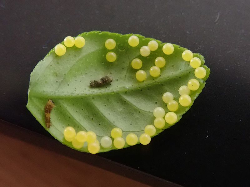 ナミアゲハの卵
