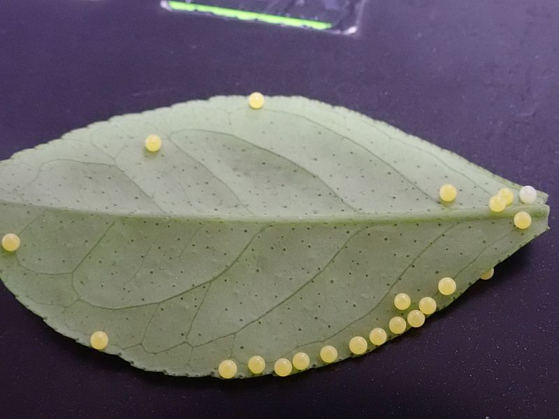 ナミアゲハの卵