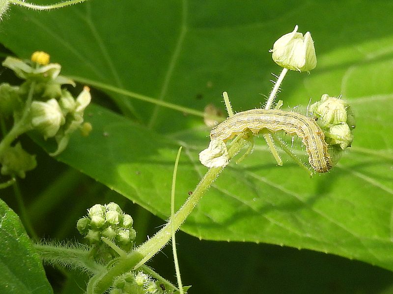 オオタバコガの芋ちゃん