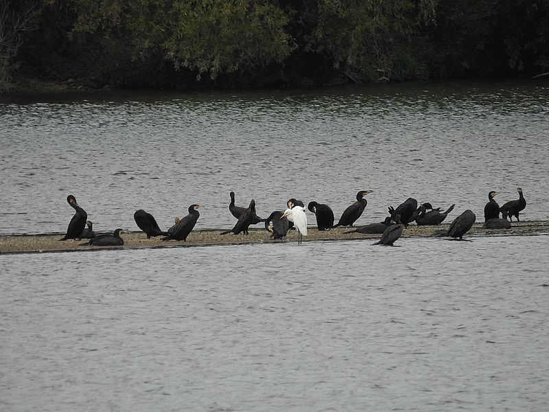 カワウ新兵とチュウダイサギ軍曹