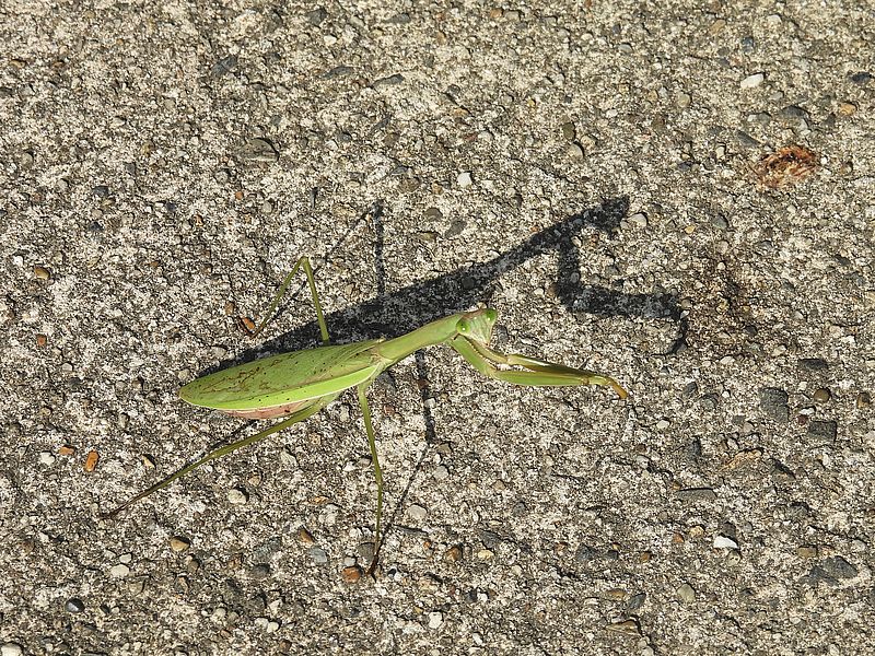 オオカマキリさん