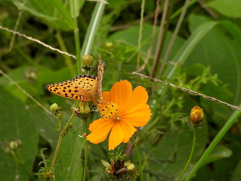 ツマグロ男ちゃん