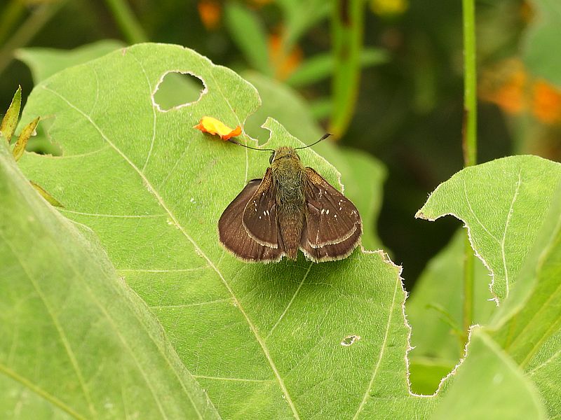チャバネセセリちゃん
