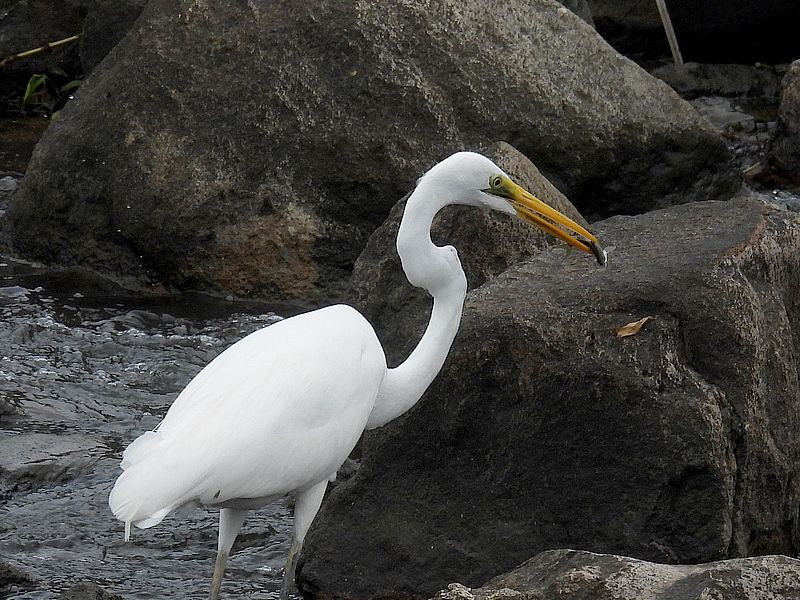 チュウダイサギちゃん
