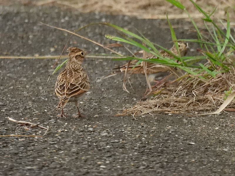 ヒバリちゃんご夫妻