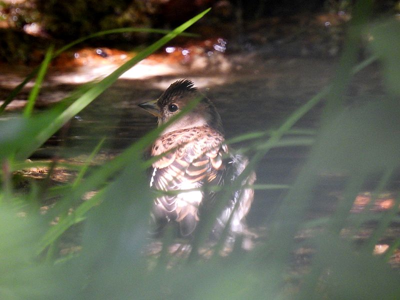 花鶏ちゃん?