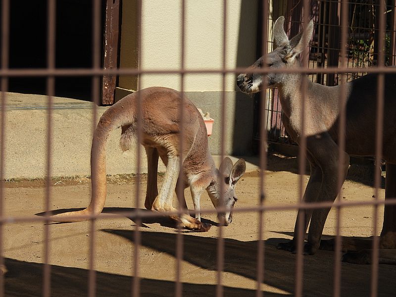 姫路市立動物園のカンガルーさん