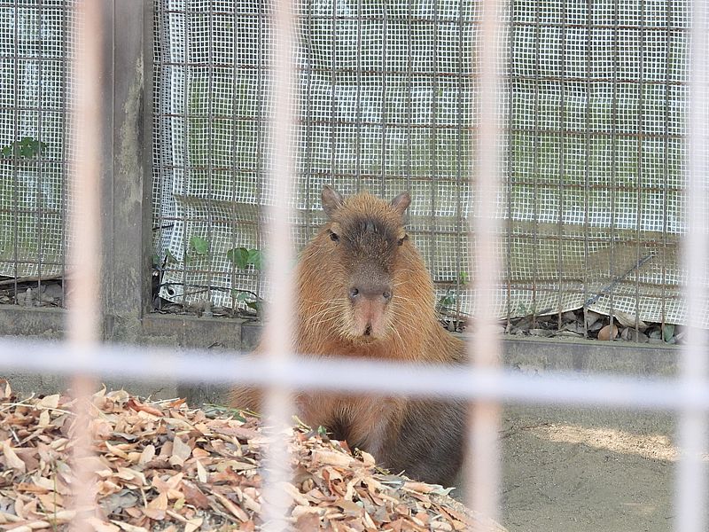 姫路市立動物園のカピバラさん