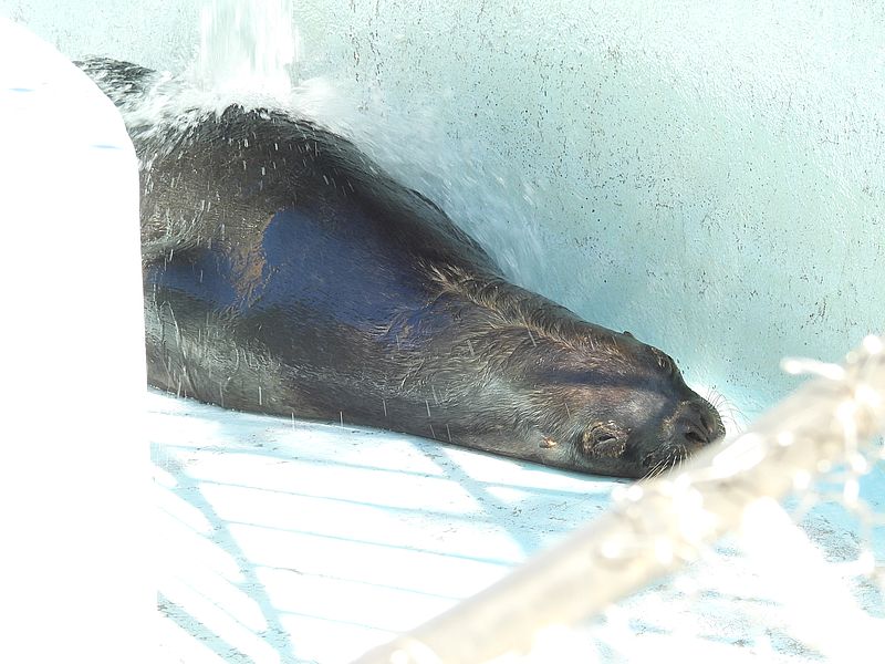 姫路市立動物園のオタリアさん
