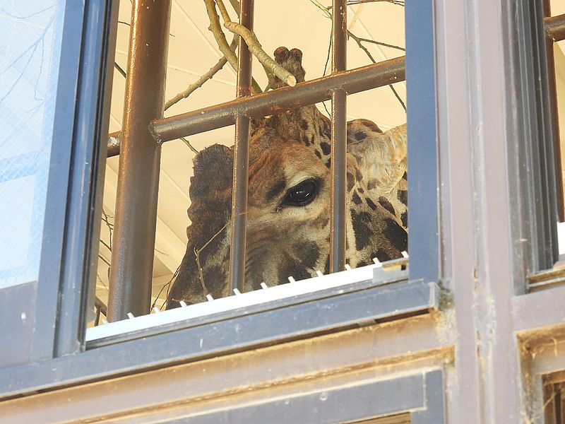 姫路市立動物園のキリンさん