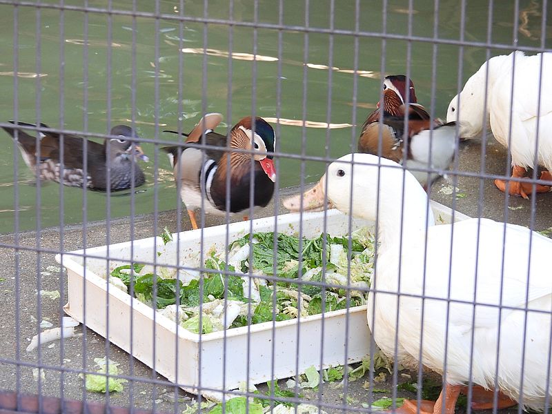 姫路市立動物園のアヒルさん、オシドリちゃん