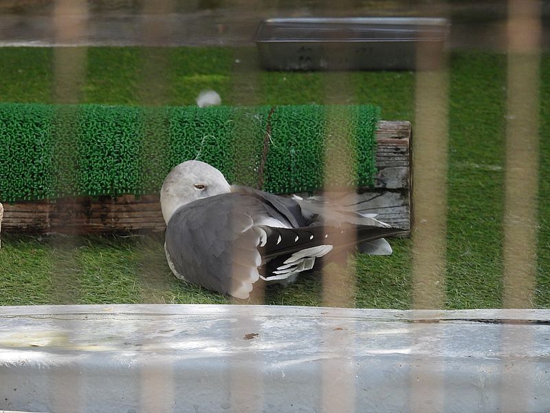 姫路市立動物園のウミネコさん