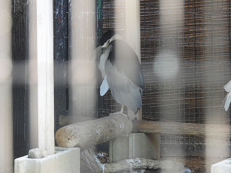 姫路市立動物園のゴイちゃん