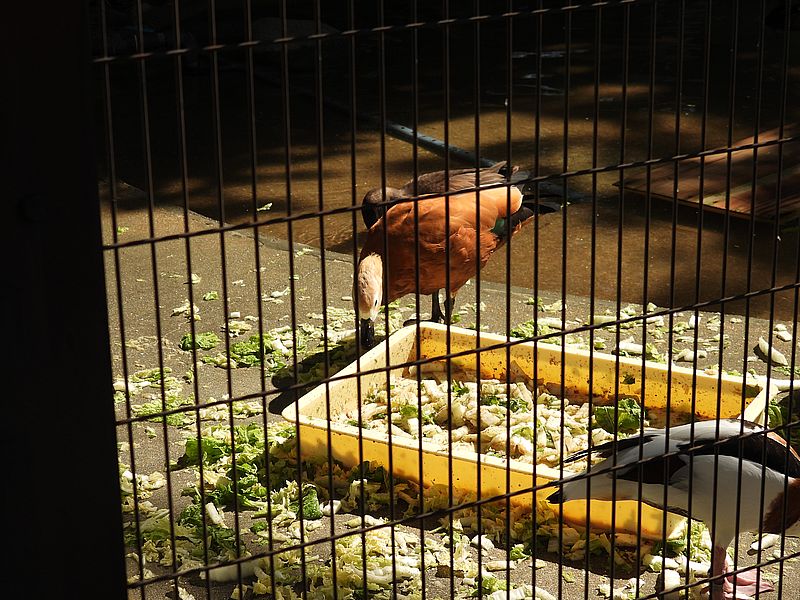 姫路市立動物園のアカツクシガモさん