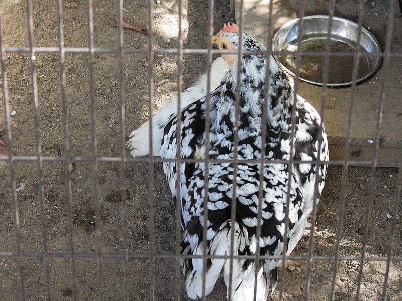 姫路市立動物園の碁石チャボさん