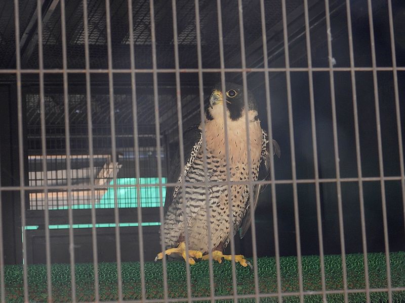 姫路市立動物園のハヤブサちゃん