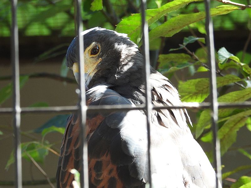 姫路市立動物園のハリスホークさん