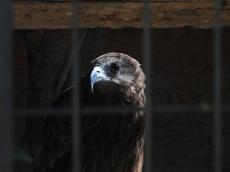 姫路市立動物園のトビちゃん