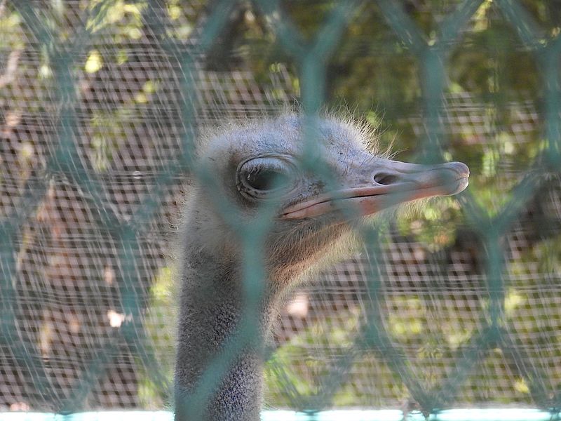 姫路市立動物園のダチョウさん