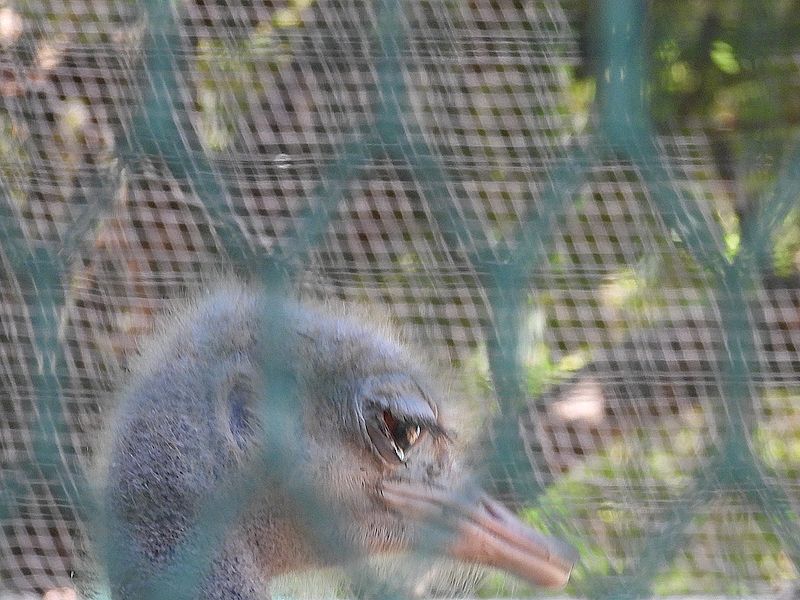 姫路市立動物園のダチョウさん