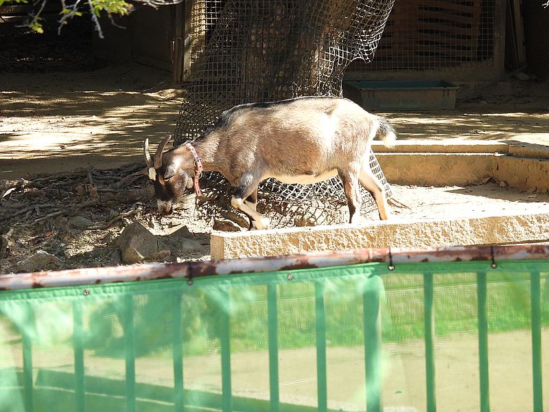姫路市立動物園のヤギさん
