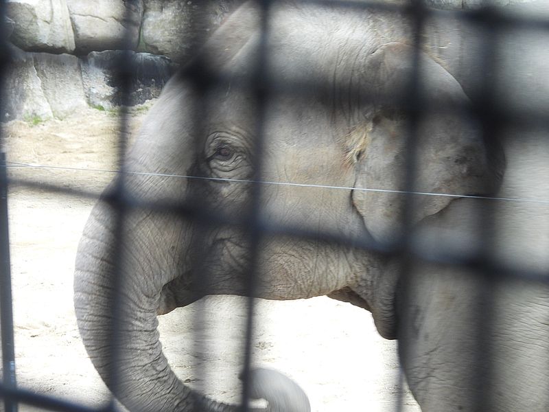 アジアゾウさん