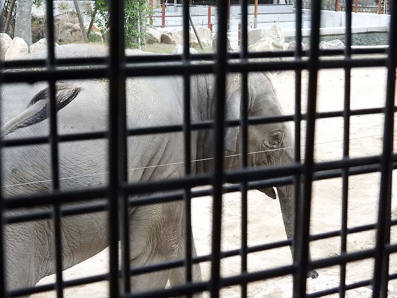 アジアゾウさん