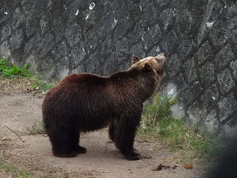 エゾヒグマさん