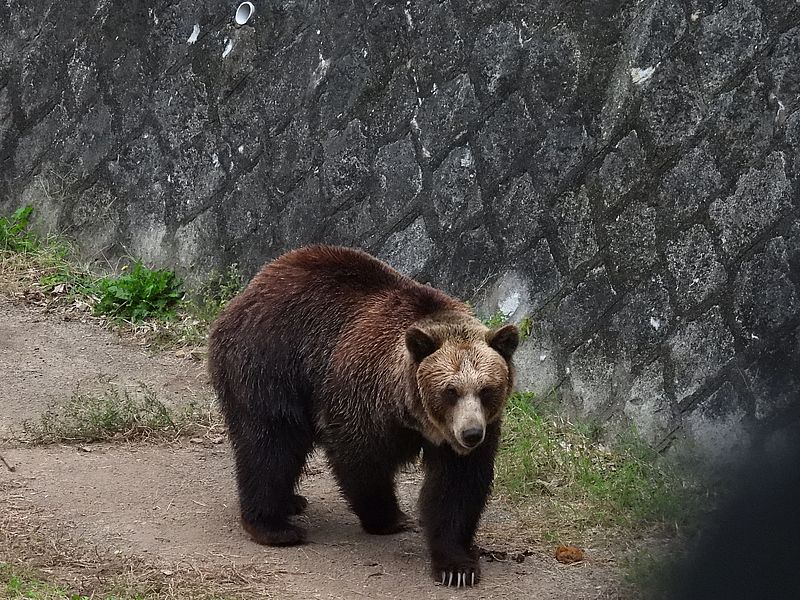 エゾヒグマさん