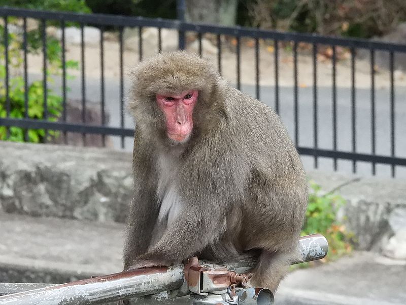 ニホンザルさん