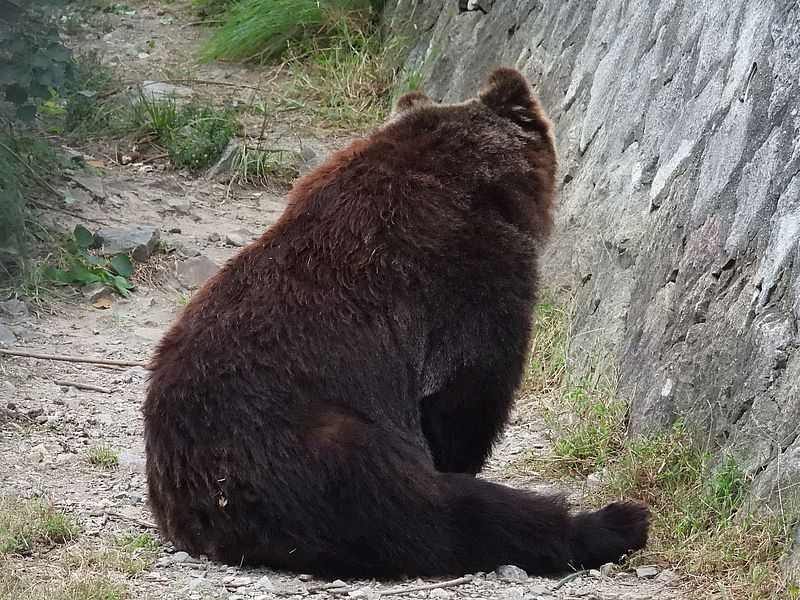 エゾヒグマさん