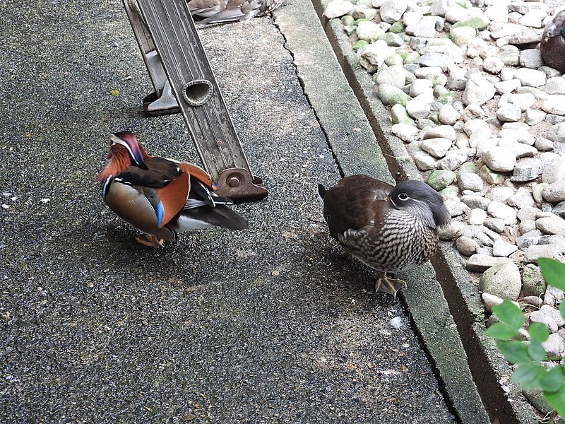 オシドリちゃんご夫妻